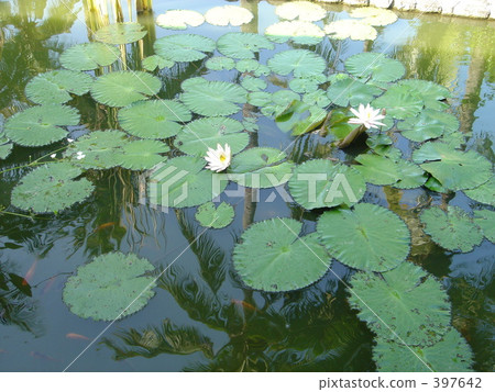 蓮花蓮花 397642