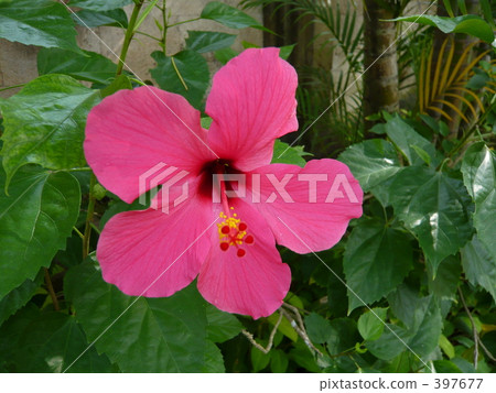 Hibiscus Hibiscus 397677