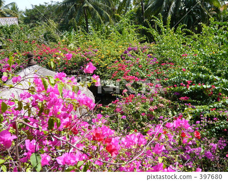 Bougainvillea Bougainvillea 397680