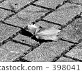 Monochrome 398041