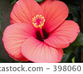 Flowers 398060