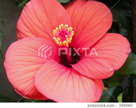 花 398060