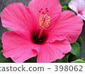 Flowers 398062