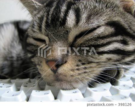Sleeping face of Amesho 398126