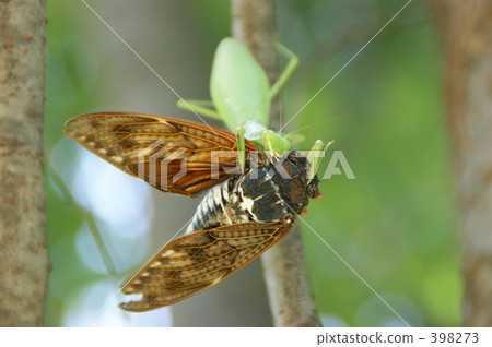 Mantis Mantis 398273