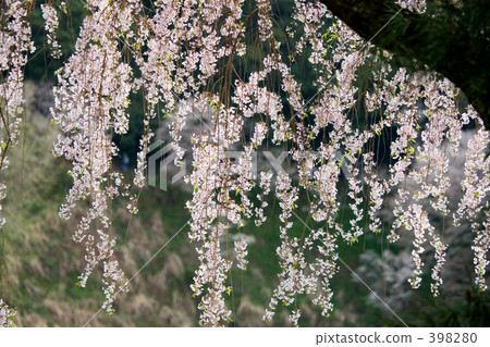 Weeping cherry tree 398280