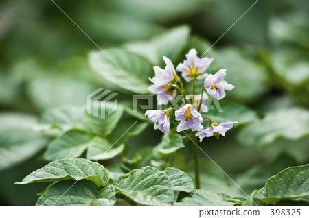 Jaga土豆花 Jaga土豆花 398325