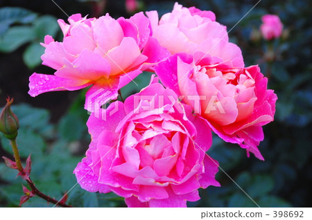 粉紅色的玫瑰 398692