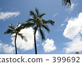 Palm trees and blue sky 399692