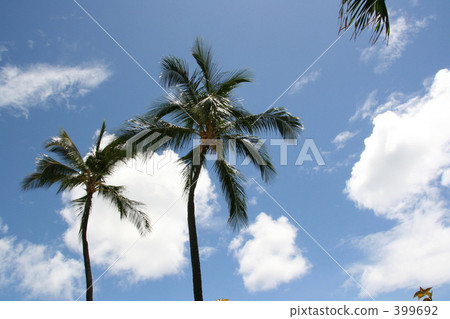 Palm trees and blue sky Palm trees and blue sky 399692