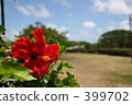 Hibiscus 399702