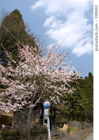 Stop and cherry blossoms Stop and cherry blossoms 399881