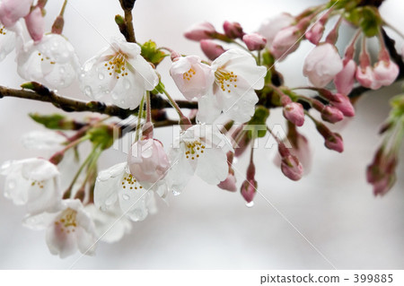 用晨露弄濕 399885