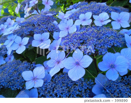 紫色 盛開 茂盛 399890