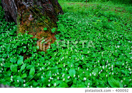 Small flowers 400092