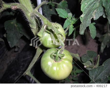 Tomato   400217