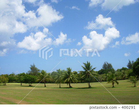 Palm tree Palm tree 400291