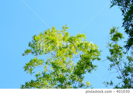 嵐山的竹林 401030