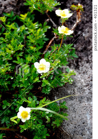 山花 山花 401321