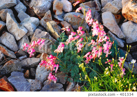 山花 山花 401334