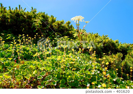 Mountain flowers Mountain flowers 401620