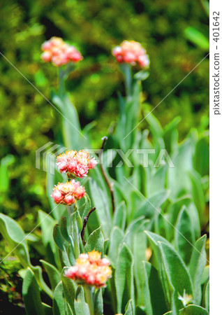 山花 山花 401642