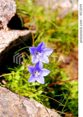 Mountain flowers 401644