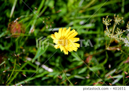 Mountain flowers 401651
