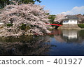 Cherry blossoms blooming on the lake 401927