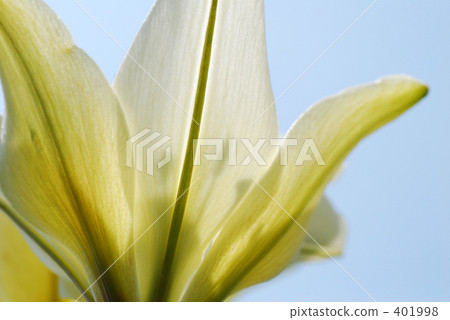 淡黃色的百合花 淡黃色的百合花 401998