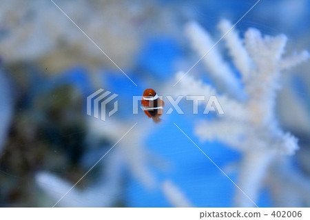 Kumami Kumami 402006