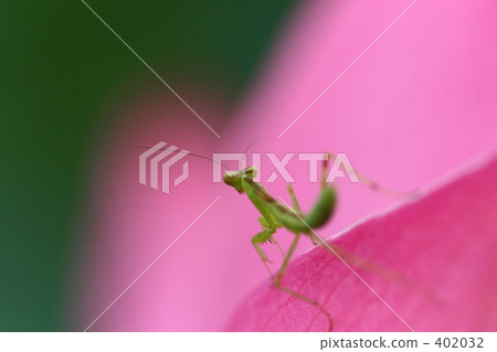 mantis, a mantis, praying manti 402032