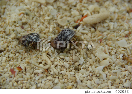 shell, shellfish, hermit crab 402088