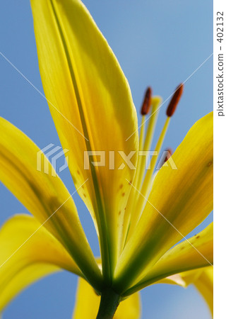 Yellow lily Yellow lily 402132