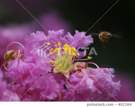 蜜蜂和柏樹 402164