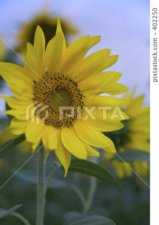 sunflower	 402250