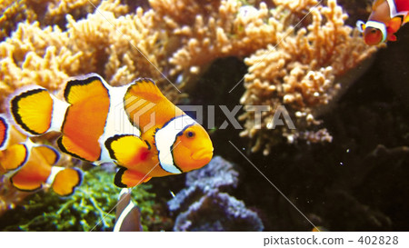 Anemone fish Anemone fish 402828