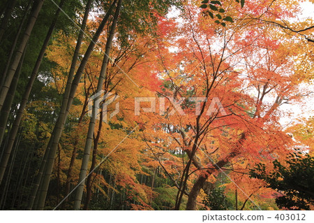  Autumn leaves and bamboo groves 403012