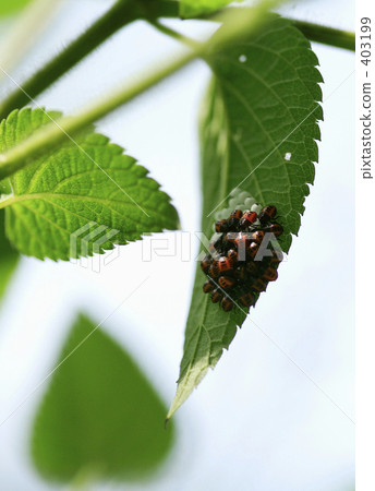 The birth of a ladybug? 403199