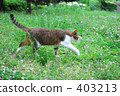 一隻貓 403213