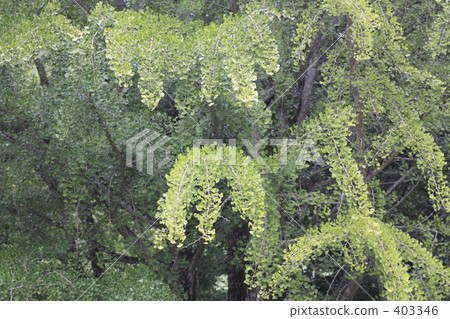 Ginkgo biloba 403346