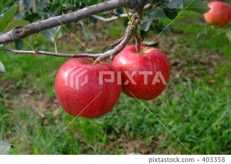 蘋果變成了一棵樹 403358