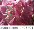 Hydrangea 403401