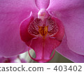 Phalaenopsis orchids 403402