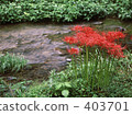 A cluster amaryllis of Asuka River 403701