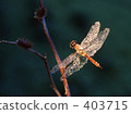 Dragonfly at dawn 403715