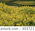 Rape field rice field 403721