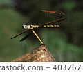 Scarecrow and dragonfly 403767