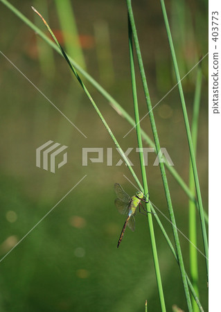 ANAX帕泰諾佩朱利葉斯 ANAX帕泰諾佩朱利葉斯 403773