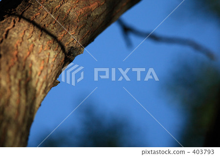 Cicadas Cicadas 403793